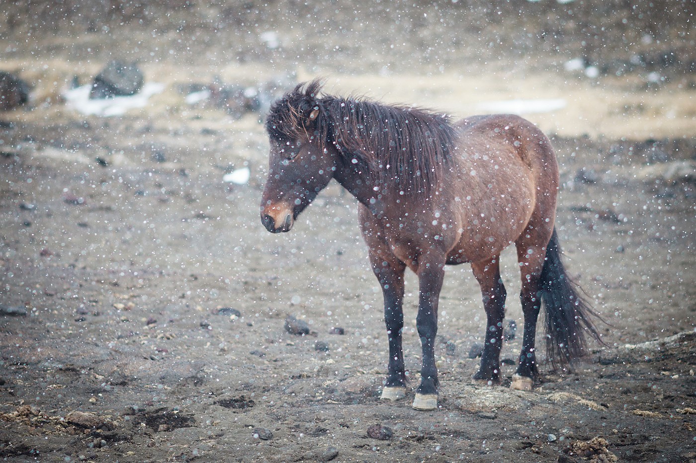 Horse near Mývatn, photo