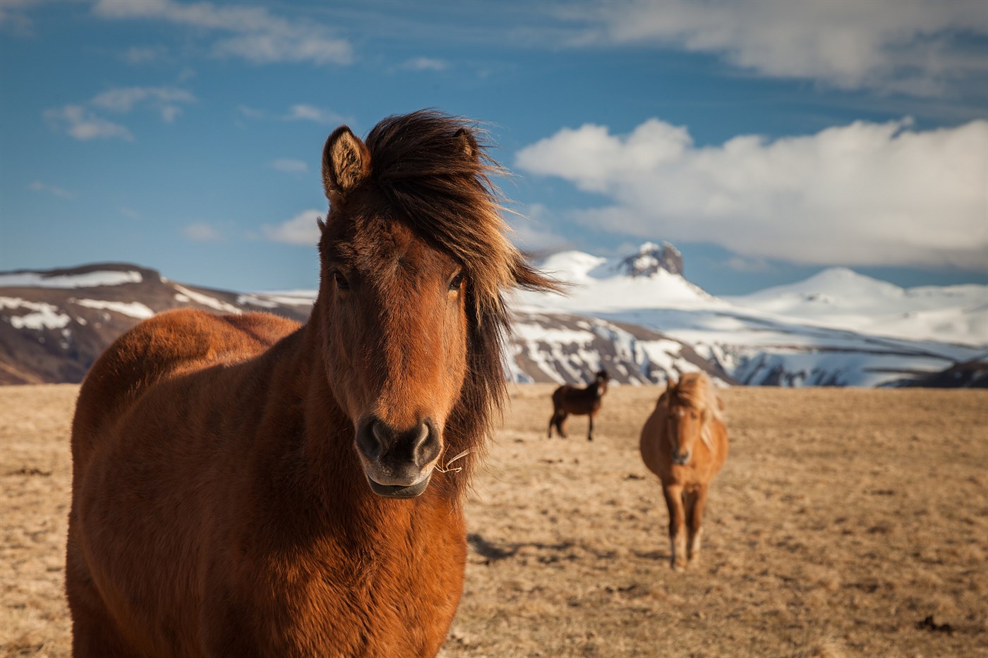 Snaefellsnes Horse, photo